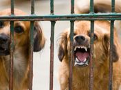 Casos de mordidas de cão aumentaram 50% em 5 anos, afirma Unidade de Emergência