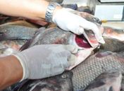 Vigilância Sanitária fiscaliza venda do pescado no Mercado Público