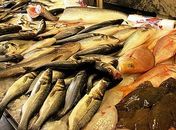 Procon de Arapiraca orienta consumidores para compras do pescado