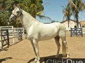 Evento reunirá o melhor da raça Mangalarga Marchador e Muares em Arapiraca