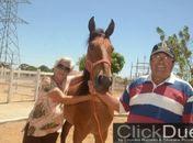 Mangalarga Marchador, amigo da família