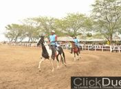 Provas de “Marcha Picada” premiam mulas e categorias da raça Mangalarga Marchador 