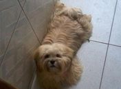 Crianças choram após desaparecimento de cão de estimação em Arapiraca