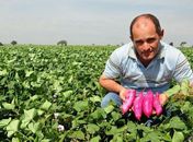 Ortaliça mais produzida na Cidade de FG