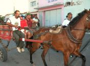 Prefeitura realizará recadastramento de carroceiros em Arapiraca
