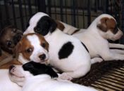 Feira de adoção de animais acontece hoje no Largo Dom Fernando Gomes