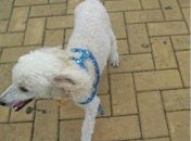 Jovem procura por cachorro desaparecido em Arapiraca