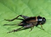 Infestação de grilos incomoda a população arapiraquense