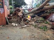 Fortes chuvas derrubam árvore centenária na Praça Marques