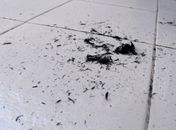 Após invasão de grilos, arapiraquenses agora sofrem com chuva de fuligem