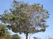 Vereador pede revitalização da árvore "Arapiraca" na Serra dos Ferreiras