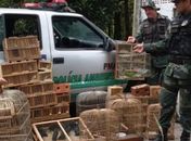 BPA recolhe mais de 200 pássaros em feira livre de Arapiraca 