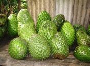 Graviola gigante é destaque em Limoeiro de Anadia