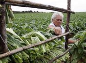 Pesquisa sobre o fumo feita em Arapiraca, será apresentada no México