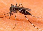Dengue