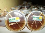 Agricultoras da Arapiraca estão entre as finalistas em Seleção