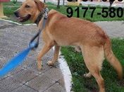 Família procura cachorro roubado dentro de casa em Arapiraca