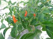 Pimenta malagueta vai virar o ouro vermelho do Agreste de Alagoas