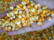 Governo de Alagoas quer aumentar produção de milho no Agreste