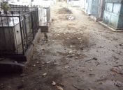 Vereador denuncia que cemitério de Arapiraca foi invadido por cães e gatos