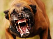 Crianças com idades entre 5 e 9 anos são as maiores vítimas das mordidas de cães e gatos