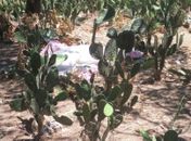 Agricultor é executado enquanto trabalhava na roça na zona rural de Girau do Ponciano