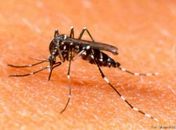 Prefeitura convoca moradores para mutirão contra a dengue