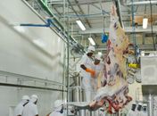  FrigoVale realiza abate teste para início das atividades em Arapiraca
