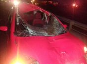 Veículo atropela cavalo em trecho sem iluminação da Avenida José Alexandre
