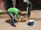 Vacinação antirrábica imuniza milhares de cães e gatos em Limoeiro de Anadia