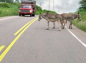 Animais soltos colocam em risco as vidas de quem trafega pela rodovia AL 115