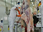 FrigoVale abate mais de 50 bovinos em seu primeiro dia de operação em Arapiraca