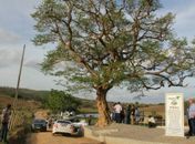Yale Fernandes lança Memorial da Árvore Centenária de Arapiraca