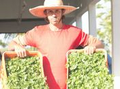 Em São Sebastião, Governo e Sebrae implementam modelo de negócios para horticultura