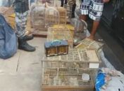 Operação em Arapiraca resulta em duas prisões e na apreensão de centenas de aves silvestres