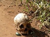 Crânio humano é encontrado às margens da rodovia AL 220