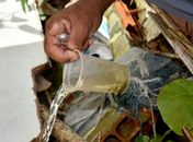 Alerta: Cerca de 85% das larvas do mosquito da dengue estão dentro de casa