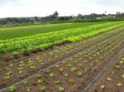 Arapiraca receberá Seminário Alagoano de Horticultura em dezembro
