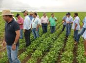 Seagri faz visita técnica em área de produção de soja em Campo Alegre