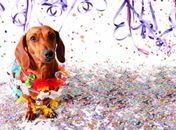 CCZ Arapiraca alerta sobre cuidados com animais de estimação durante o Carnaval