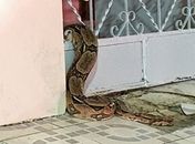 Jiboia de quase três metros é capturada em residência de Arapiraca
