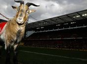 Hennes VIII, é o mascote da FC Colônia, time da Bundesliga