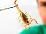 Saúde alerta para picadas de escorpião, mais comuns no verão
