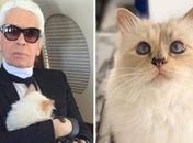 Gata de estimação de Lagerfeld pode herdar R$ 460 milhões