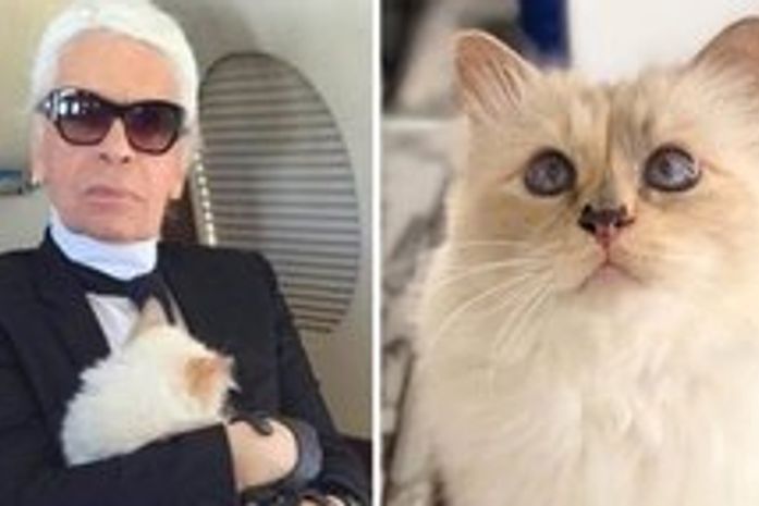 Gata de estimação de Lagerfeld pode herdar R$ 460 milhões