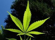 Estado de Nova York descriminaliza uso recreativo da maconha