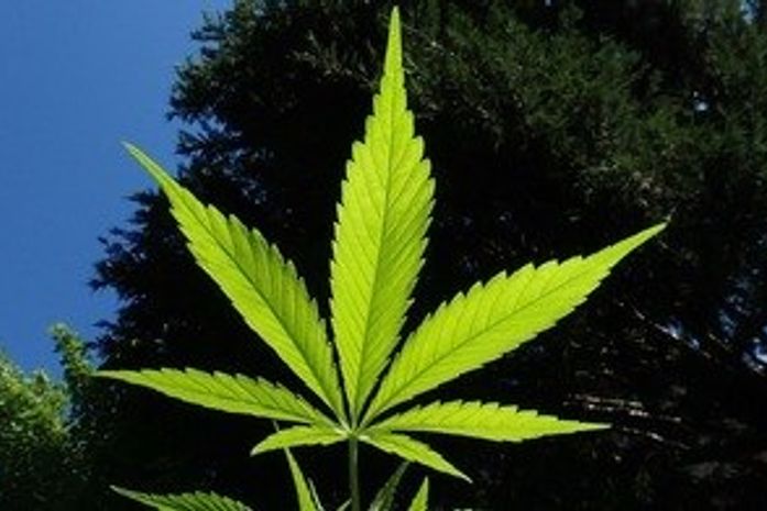 Estado de Nova York descriminaliza uso recreativo da maconha