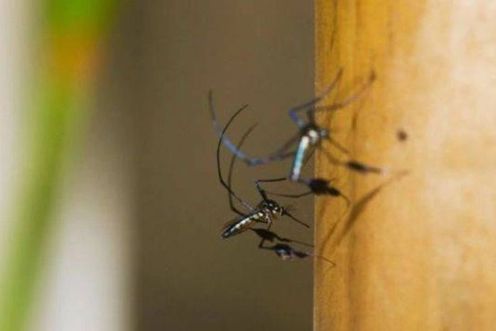 Febre amarela continua se expandindo pelo país