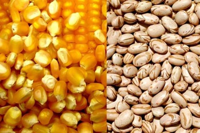 Prefeitura abre inscrições para futuros produtores de milho e feijão