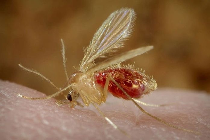 Mesmo com redução de casos, população deve ficar alerta à leishmaniose